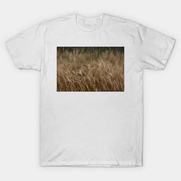 Country Kansas Wheat Field T-Shirt by ROBERTDBROZEK